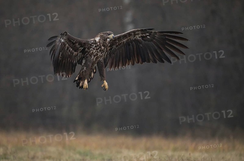 White-tailed eagle