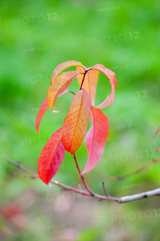 Red leaves of a peach tree