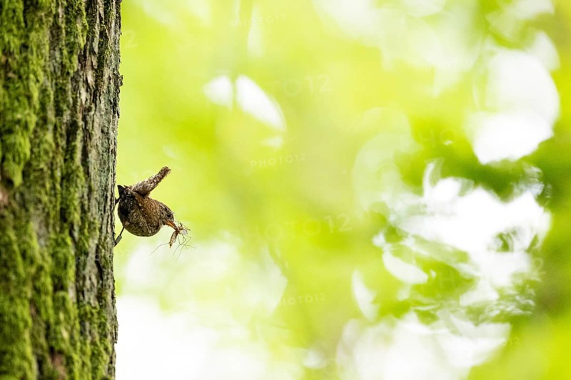 Eurasian wren