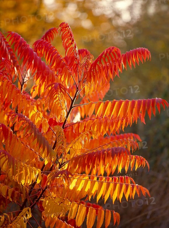 Staghorn sumac