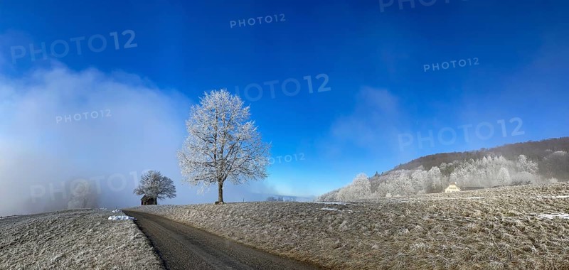 Hoarfrost in clearing fog