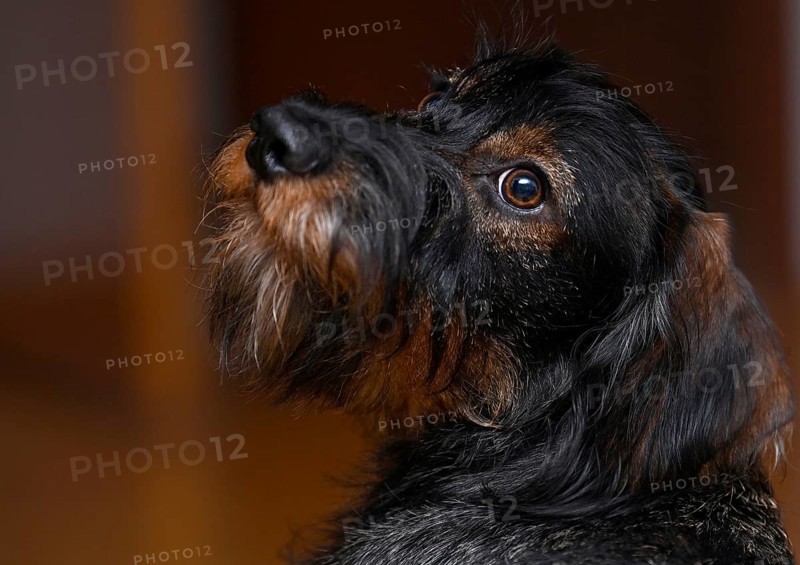 Wire-haired dachshund