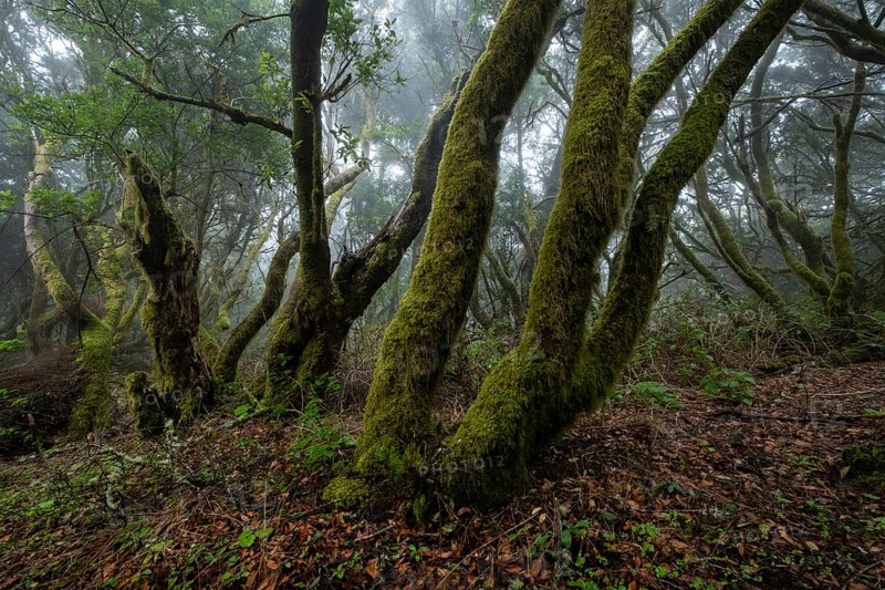 Moss-covered trees in laurel forest