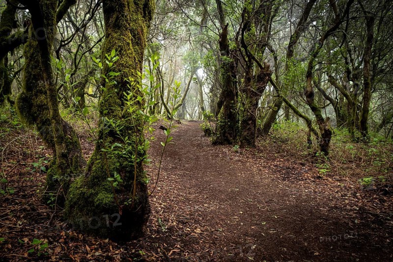 Hiking trail through laurel forest