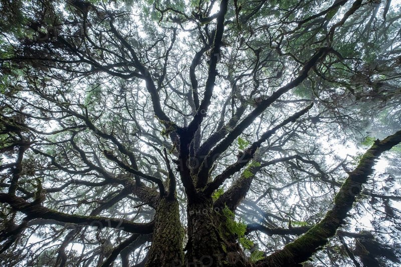 Moss-covered trees in laurel forest
