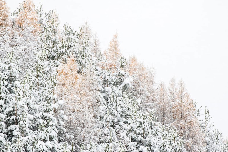 Snow-covered forest in late autumn