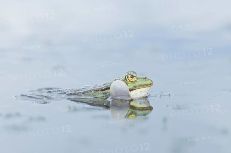 Green frog