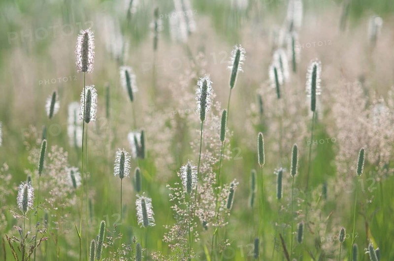Meadow foxtail