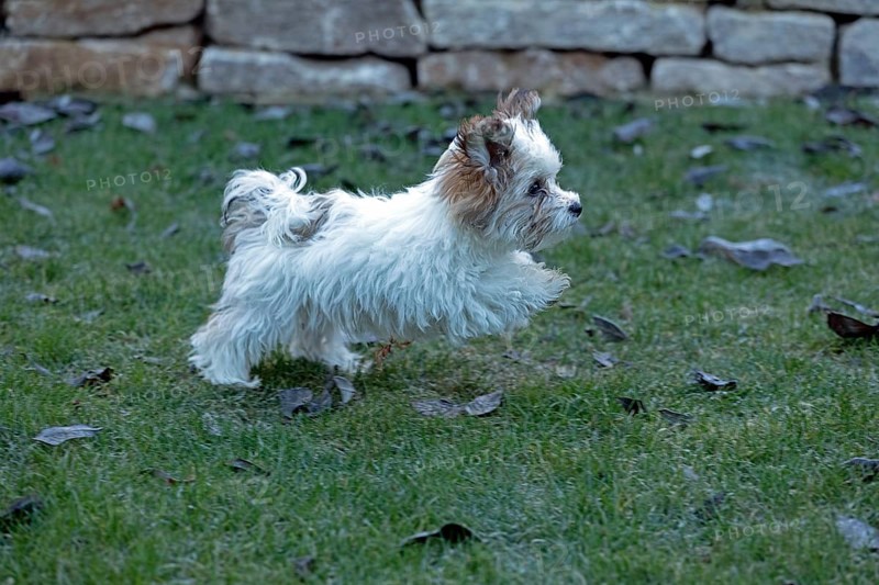 Bolonka Zwetna puppy running across lawn