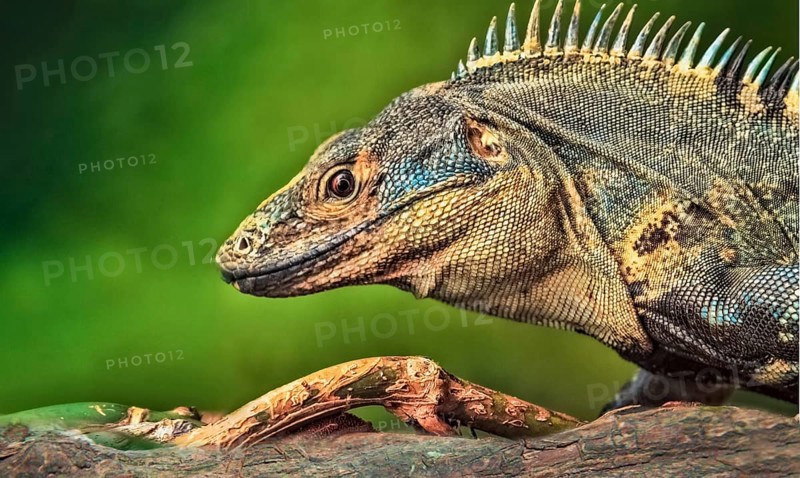 Close-up of a striped iguana