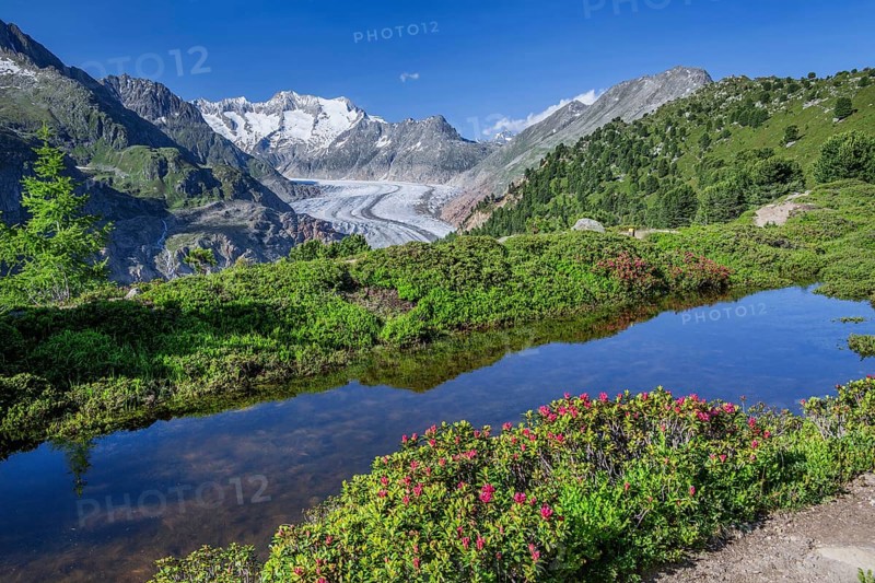 Small mountain lake with flowering alpine roses in front of the Aletsch glacier with Wannenhorn 3906m