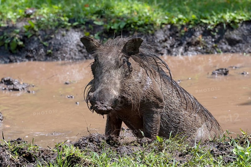 Common warthog