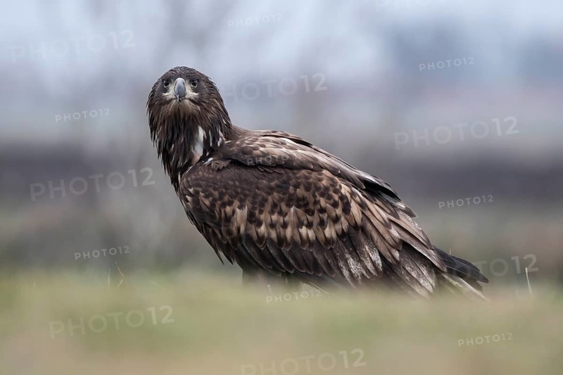 White-tailed eagle