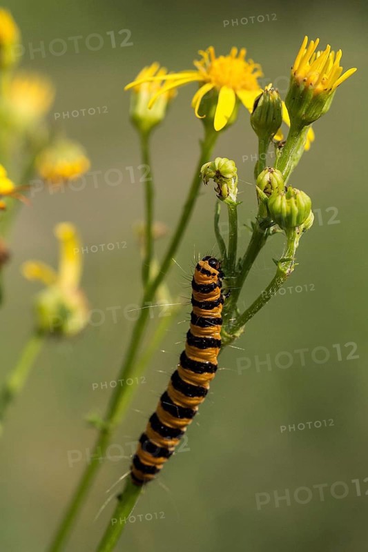Caterpillar of jacobaea