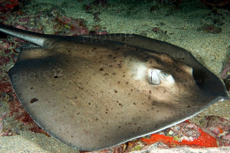 Juvenile stingray