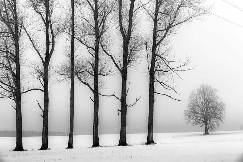 Trees in the fog in winter landscape