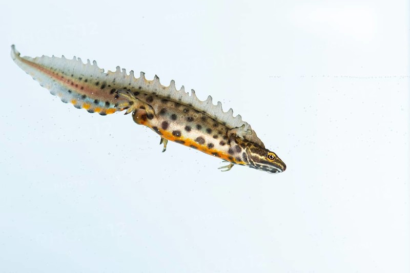 Northern crested newt