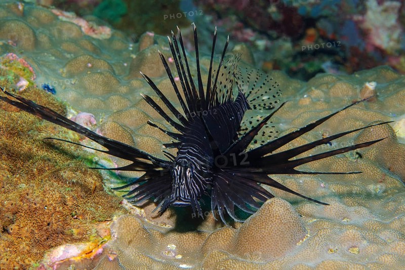 Pacific red lionfish