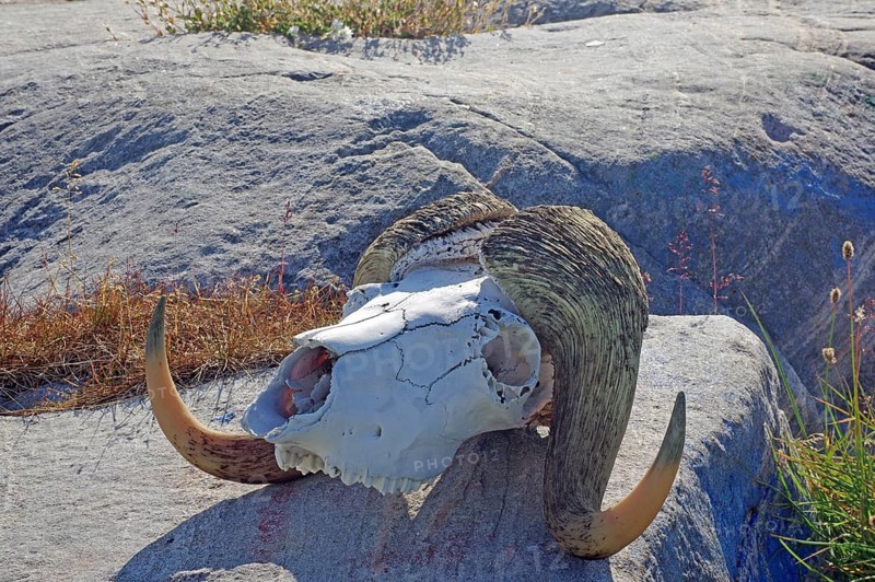 Skull of a musk oxes