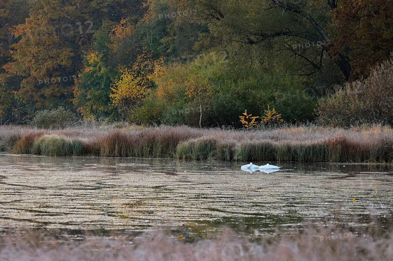 Swans on the Unterhoelzer Weiher