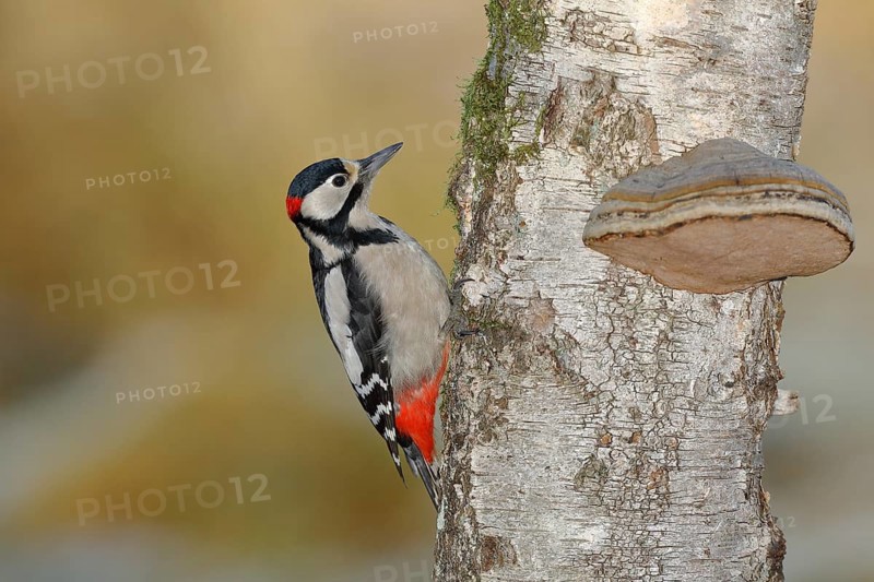 Great spotted woodpecker