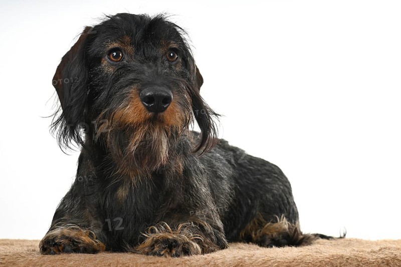 Wire-haired dachshund