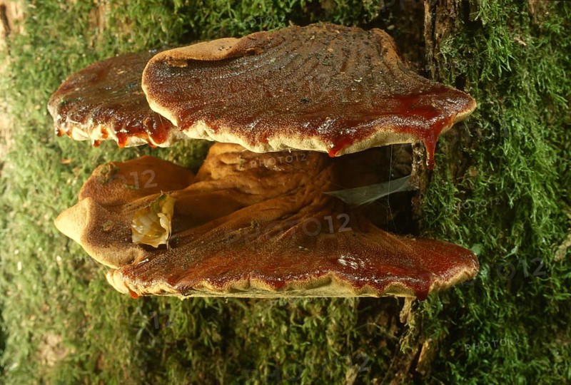 Beefsteak fungus