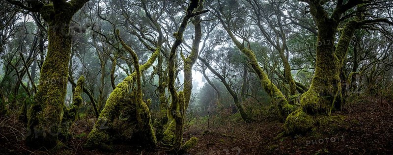 Moss-covered trees in laurel forest