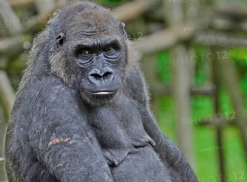 Portrait of a female gorilla with wound on the upper arm