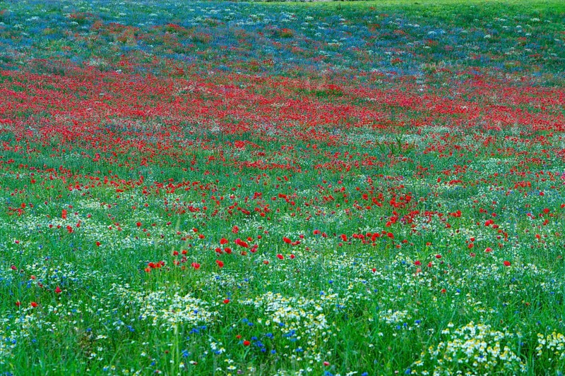 Blooming at Piano Grande di Castelluccio di Norcia plateau