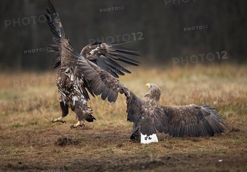 White-tailed eagle
