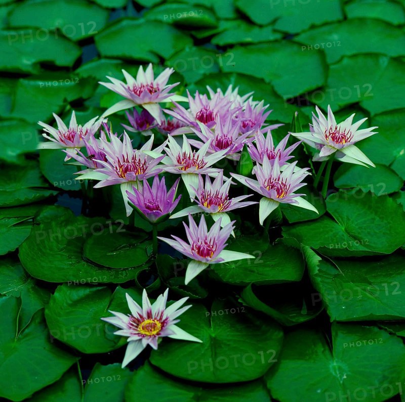 Cape blue water lily