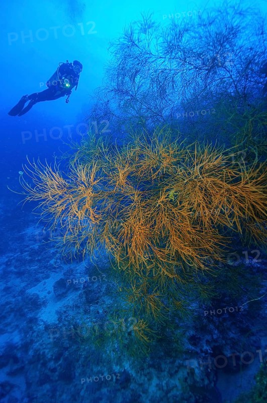 Bushy thorn coral