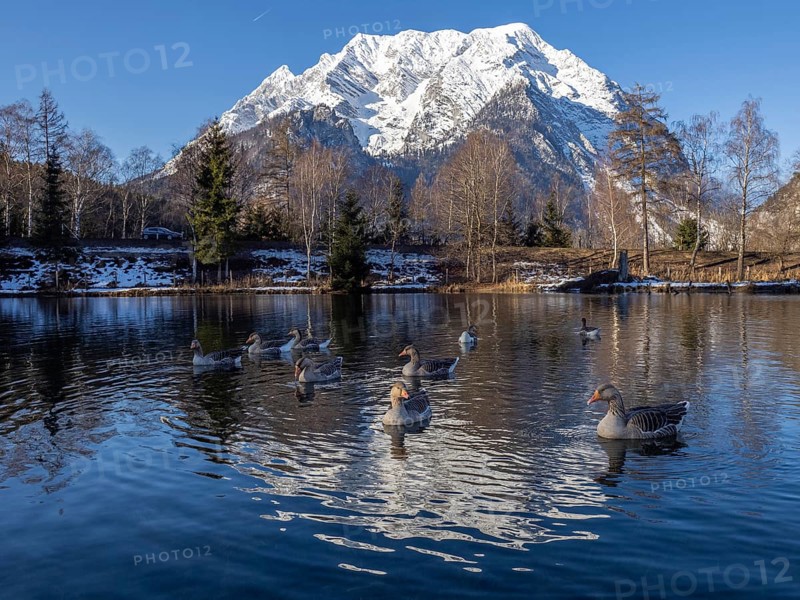 Geese swimming in the lake