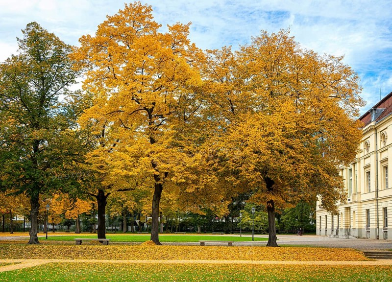 Autumnal impressions in a park