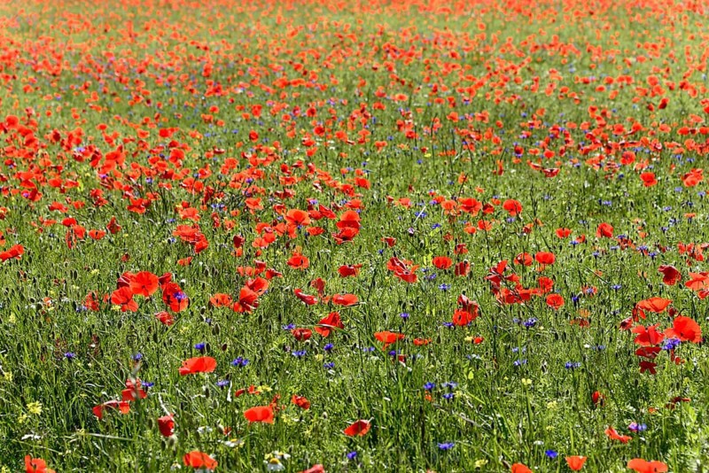 Flower meadow