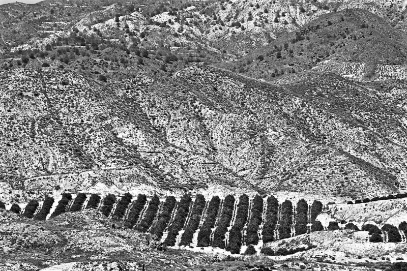 Mountainous landscape with orange plantation
