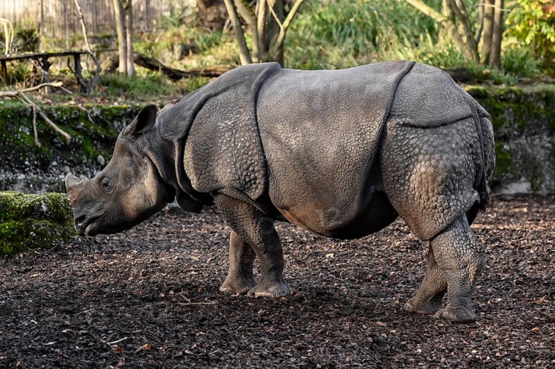 Indian rhinoceros