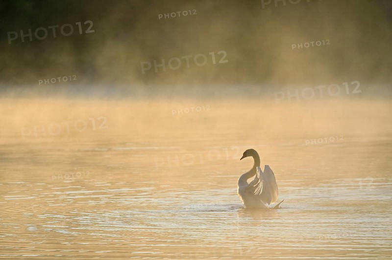 Mute swan