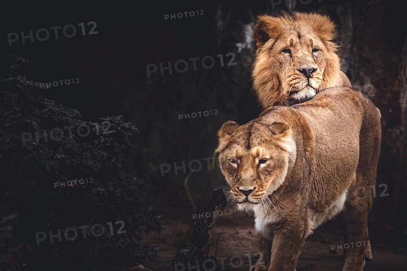 Lions