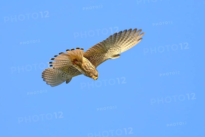 Common kestrel