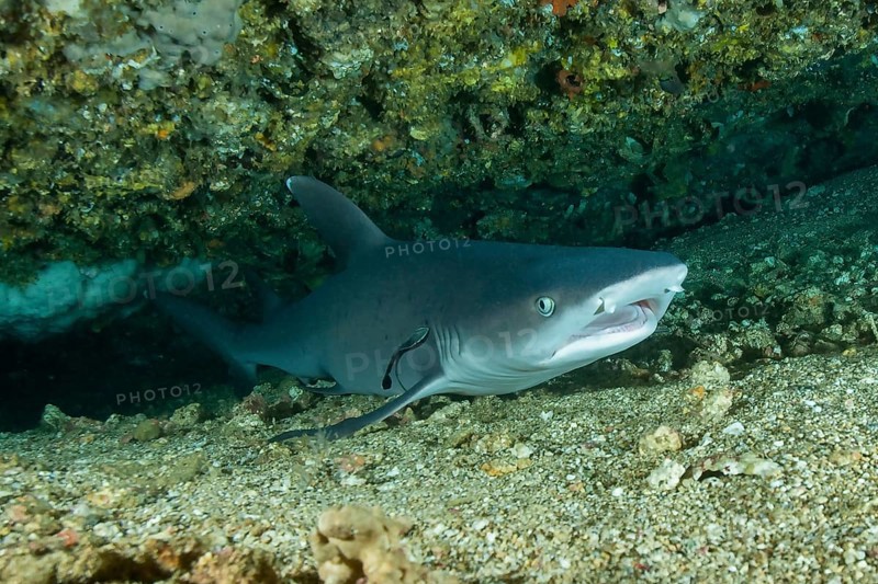 Whitetip reef shark