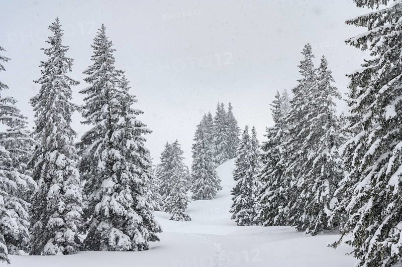 Snow-covered mountain forest during snowfall