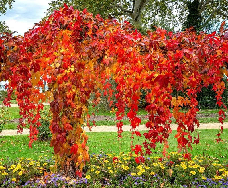 Autumn coloured ivy in the park