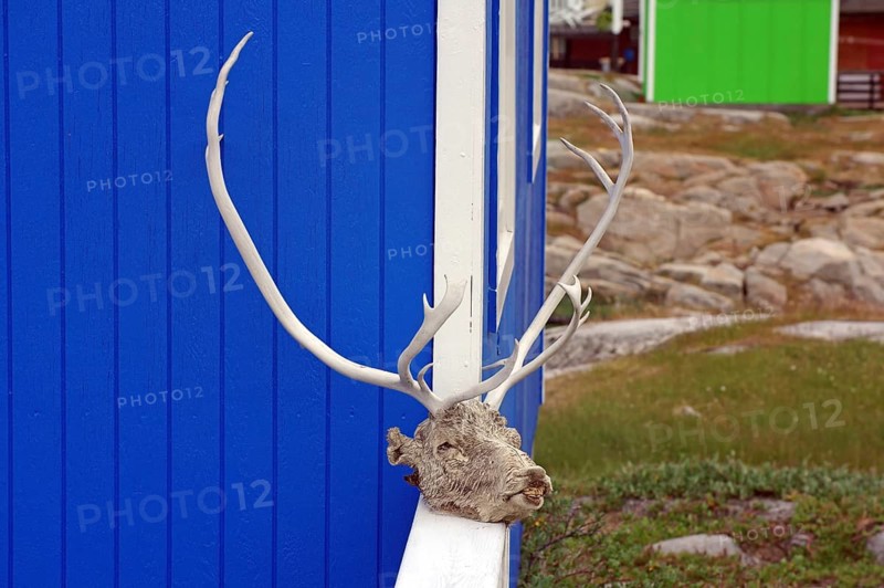 Dried head of a hunted reindeer on a house wall