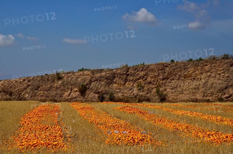 Rows with surplus Harvest of oranges in parched field