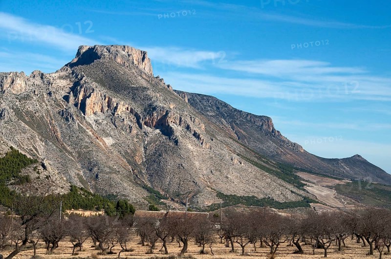 Leafless almond orchard in front of La Muela mountain near Velez Rubio
