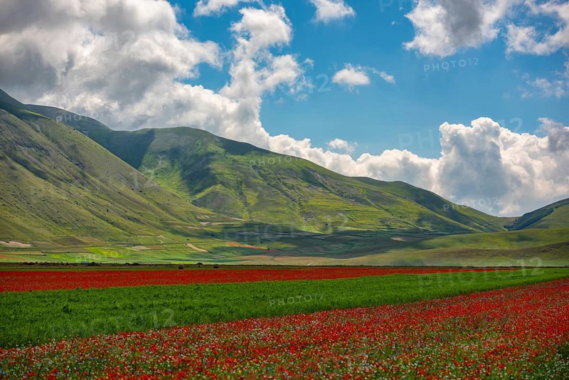 Blooming on plateau Piano Grande