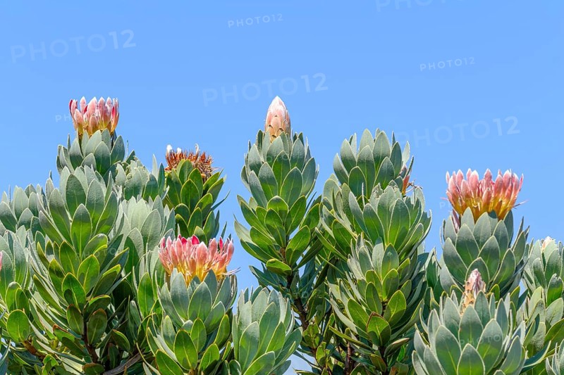 Protea