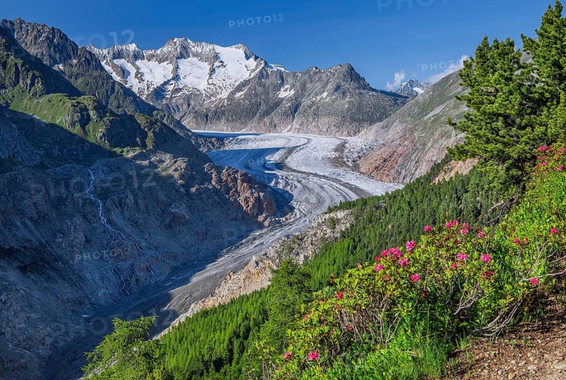 Landscape with blooming alpine roses in front of the Aletsch glacier with Wannenhorn 3906m